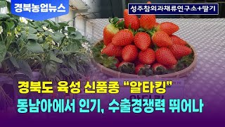 딸기 신품종 알타킹 수출 유망 품종