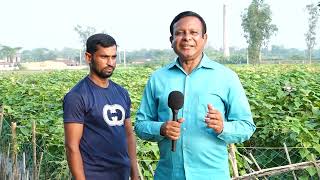 বাণিজ্যিকভাবে শষা চাষ করার পদ্ধতি || বাংলার কৃষি