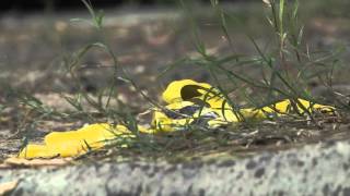 Rio Grande City Murder Suicide