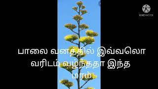 பாலை வனத்தில் இவ்வலொ வரிடம் வழ்ந்ததா இந்த மரம்