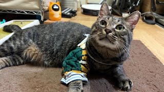 ボロボロの猫の保護からケガが治るまで　暴れん坊が甘えん坊になりました