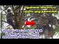 Thennai Maram Valarpu Tamil | தென்னை மரம் வளர்ப்பு மற்றும் பராமரிப்பு | Coconut Farming Tamil