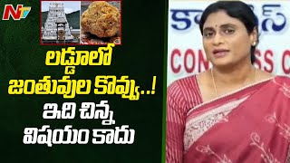 కోట్లాది భక్తుల మనోభావాలను దెబ్బతీశారు: YS Sharmila | Tirupati Laddu Controversy | Ntv