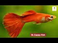 10 Most Beautiful Freshwater Fish for Aquarium