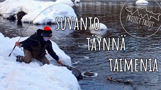 WINTER TROUT FISHING // FEEDING FRENZY