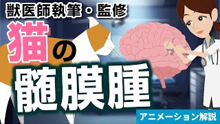 猫の髄膜腫について【獣医師執筆監修】症状から治療方法まで