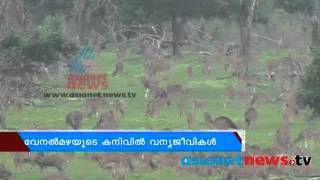 Rainfall Keep wild animals Happy | വേനൽ മഴയുടെ കനിവിൽ വന്യജീവികൾ