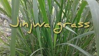 Fodder grass - jinjwa grass