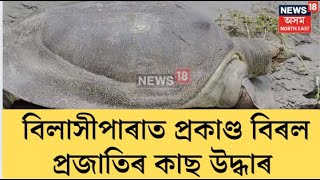 Dhubri News | বিলাসীপাৰাত  প্ৰকাণ্ড বিৰল প্ৰজাতিৰ কাছ উদ্ধাৰ।