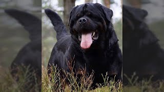 Fast Rottweiler Facts #shorts