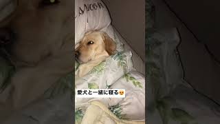 愛犬の寝顔に癒されるの巻vol.3