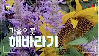 #해바라기#봄부터가을까지성장모습#마지막까지아름다운해바라기#해바라기향기도좋아요#행운의해바라기#해바라기를가까이두면좋은일이생긴다네요#정말그런거같습니다#모두좋은일생기길빕니다