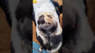 Sheep sneezing #foryou #funny #goat #sheep #sneeze