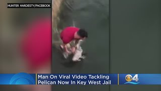 Man On Viral Video Tackling Pelican Now Jailed In Key West