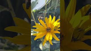 Bee Flying On a Yellow Flower - Nature Video Short Clips - #nature #viral #shorts Subscribe😊