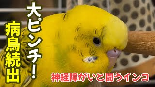 【今週のりっくん】大ピンチ！病鳥続出『みんな負けるな！病気なんて、ぶっとばせ！』神経障がいと闘うインコVol.51