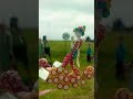 petani tomat lagi panen di buat permen subscribe petani permenlucu shorts fypシ゚viral fyp