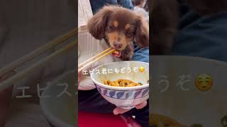 人気ミックス犬。チワックスと食べ歩きグルメ旅！#shorts #犬#ミックス犬#チワックス