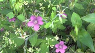 【秋の花・薬草】ゲンノショウコ（アカバナゲンノショウコ・赤花現の証拠）Geranium thunbergii