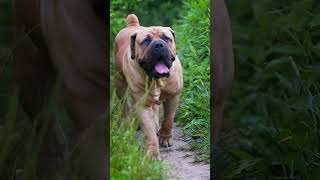 Boerboel Radiates an Aura of a King #shorts #boerboels #mastiffs