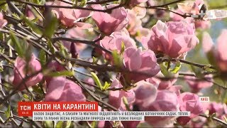 Природа на перепочинку: без українців у парках буяє ранній бузок і вже відцвітають магнолії