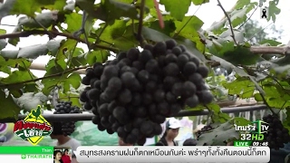 เที่ยวไร่องุ่น แห่งเดียวในภาคใต้ | 17-05-60 | ตะลอนข่าวเช้านี้