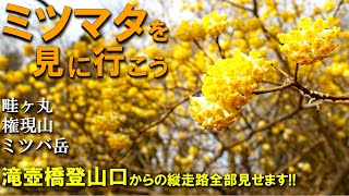 【登山体験】西丹沢の奥地へミツマタを見に行く！ 畦ヶ丸、世附権現山、ミツバ岳／滝壺橋登山口からの登山道全部見せます！／2023/03