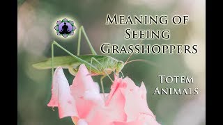 The Meaning of Seeing Grasshoppers: Totem Animals and Signs☯