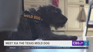 Meet Xia, the Texas mold dog