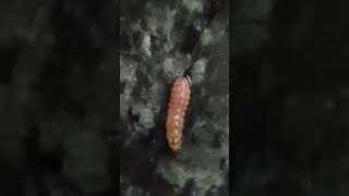 Pink bollworm #insects #youtubeshorts #v#shorts