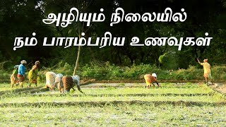 Tamil traditional food | Ragi farming | Ragi food recipes | Healthy food | Village Hungry Food