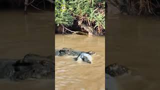 BUAYA VS ULAR PITON #animals #shorts #crocodile