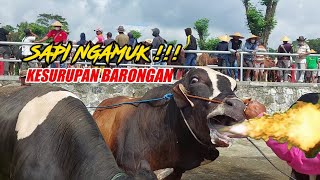 SAPI NG4MUK G4N4S K3SURUPAN BARONGAN ❗