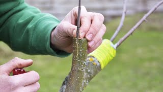 Grafting technique at my home Apple Orchard......   🍎🍎🍎 |  #youtube   #video