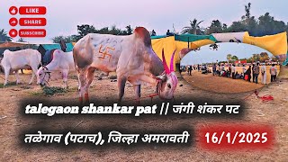 talegaon shankar pat || जंगी शंकर पटतळेगाव (पटाच), जिल्हा अमरावती #shankarpat #bailgadasharyat