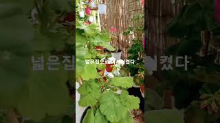 미즈아로수제라늄 #발코니정원 #제라늄정원