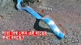 কেন সমস্ত পৃথিবী এই মাছকে নিয়ে কথা বলছে? \