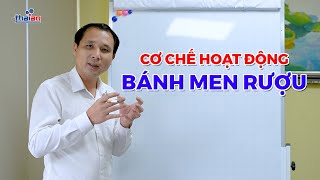 Cơ chế hoạt động bánh men rượu