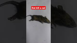 ইন্দুর টিকে মেরে ফেলে দিল আমাদের বিড়াল | Our cat killed the rat #shorts #cat #kill #mouse