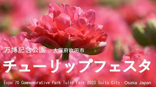 綺麗な花を拾い撮り　万博記念公園　チューリップフェスタ 2023　吹田市　Expo'70 Commemorative Park Tulip Festa  Suita City Osaka Japan