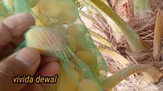 රට ඉදි ගැන ඔබ නොදන්න දේ දැනගමු/dates tree in dubai/#vivithedewal /