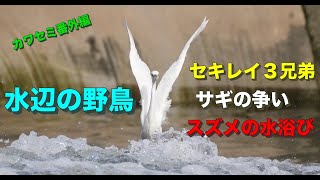 水辺の野鳥・カワセミ番外編！野鳥たちの面白い行動や仕草を集めました。