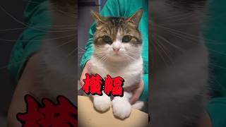 おねだりする猫😹💦【セルライト横幅】　#ねこ #猫のいる暮らし #歌ってみた #ねこ動画 #cat