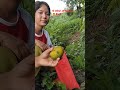 यो बर्षको अन्तिम आँप 🥭 टिपाई shorts village mango