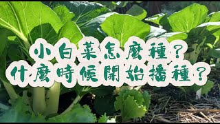 小白菜怎么种？小白菜什么时候开始播种？