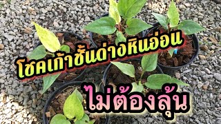 #โชคเก้าชั้นด่าง หินอ่อน ไม่ต้องลุ้น จัดโปร5กระถาง1000 ส่งฟรี มีชุดเดียวเท่านั้นคะ นุช0644787995