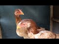 dari hobi jadi rejeki prospek usaha ternak ayam ekor lidi dan aseel parrot beak long tail