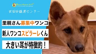 大きな耳のスピラーレくん　：　里親募集中のワンコ in世田谷 #Shorts #保護犬 #里親募集  #里親 #殺処分 #ワンコ #犬 #雑種 #譲渡 #動物愛護  #保護 #かわいい #dog