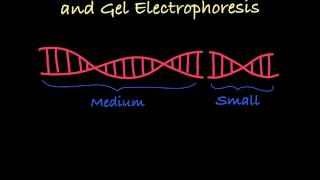 Gel Electrophoresis Explained