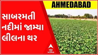 અમદાવાદઃ સાબરમતી નદીમાં જામ્યા લીલના થર, વીડિયો જોઇ ચોંકી જશો